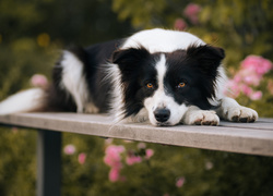 Pies, Border, Collie, Ławka