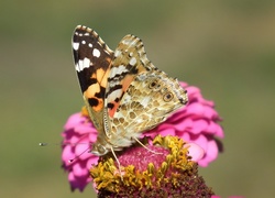 Motyl, Rusałka osetnik