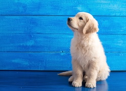 Słodki, Szczeniaczek, Golden retriever, Niebieskie, Tło
