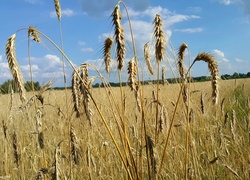 Pole, Niebo, Kłosy, Zboże