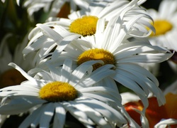 Kwiaty, Margerytki