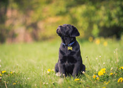 Słodki, Szczeniaczek, Labrador retriever, Polana, Kwiaty, Las