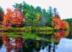 Jesień, Drzewa, Jezioro