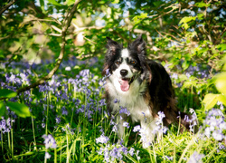 Pies, Border, Collie, Łąka