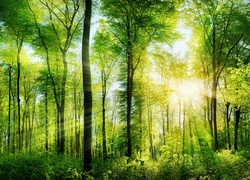 Las, Drzewa, Promienie, Słońca