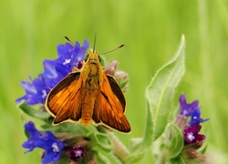 Motyl, Karlątek