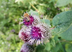 Kwitnący, Oset, Pszczoła