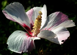 Przyroda, Kwiat, Hibiskus