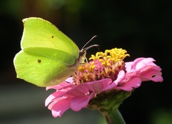 Motyl, Cytrynek, Kwiat