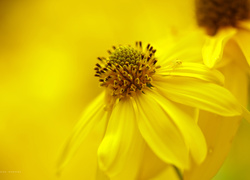 Rudbekia naga, Żółty, Kwiat