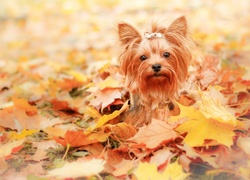 Jesień, Liście, Pies, Yorkshire Terrier