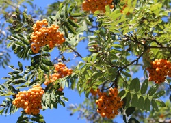 Jarzębina, Czerwona, Liście, Lato, Park