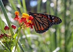 Motyl, Monarch, Kwiatki, Ogród, Lato