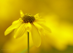 Rudbekia Naga, Żółty, Kwiat