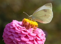 Motyl, Bielinek, Kwiat