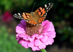 Motyl, Rusałka osetnik, Kwiat