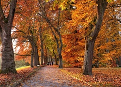 Jesień, Park, Aleja, Drzewa, Kolorowe, Liście