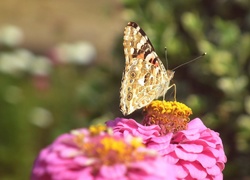 Motyl, Rusałka osetnik, Kwiat