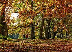 Jesień, Park, Drzewa, Aleja, Kolorowe, Liście