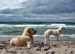 Dwa, Psy, Golden Retriever, Na, Straży, Plaża, Morze