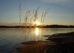 Jezioro, Las, Zachód słońca, Roślinność