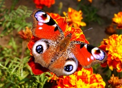 Motyl, Rusałka pawik