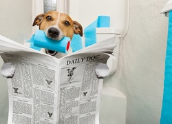 Pies, Jack Russell terrier, Gazeta, Papier, Toaletowy