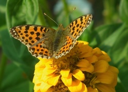 Motyl, Perłowiec malinowiec, Cynia