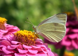 Motyl, Bielinek, Cynia