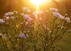 Kwiaty, Astry, Promienie Słońca