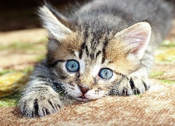 Niebieskooki, Szary, Kot brytyjski pręgowany