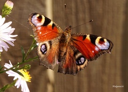 Kwiaty, Astry, Kolorowy, Motyl, Rusałka pawik