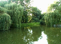 Dolnyśląsk, Park, Drzewa, Przyroda