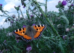 Motyl, Rusałka pokrzywnik