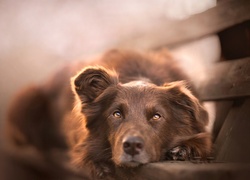 
 Owczarek australijski-australian shepherd