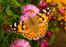 Motyl, Rusałka osetnik