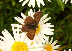 Motyl, Czerwończyk uroczek