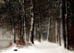 Las, Drzewa, Śnieg, Zima