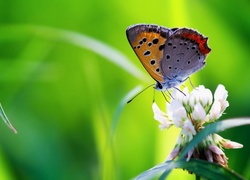 Trawa, Koniczyna, Motyl, Modraszek