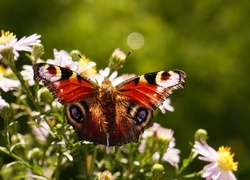 Kwiaty, Kolorowy, Motyl, Rusałka pawik