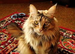 Kot, Maine coon, Samica