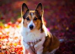 Pies, Welsh corgi pembroke