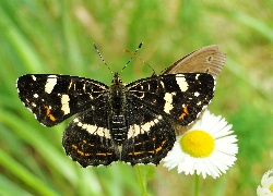 Motyl, Rusałka kratkowiec