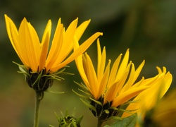 Żółte, Kwiaty, Dziki Słonecznik