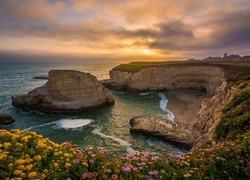 Morze, Wybrzeże, Skały, Klif, Kwiaty, Wschód słońca, Plaża Shark Fin Cove, Davenport, Hrabstwo Santa Cruz, Kalifornia, Stany Zjednoczone