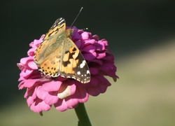 Motyl, Rusałka, Osetnik, Kwiat, Cynia