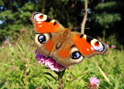 Motyl, Rusałka pawik