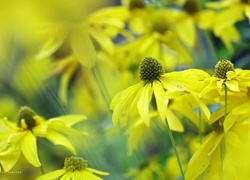 Rudbekia Naga, Żółte, Kwiaty