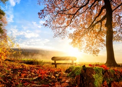 Park, Jesień, Promienie słońca, Ławka, Liście, Drzewa