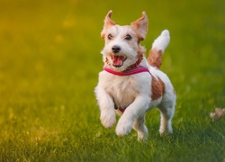 Jack Russell, Terrier, Łąka, Spacer